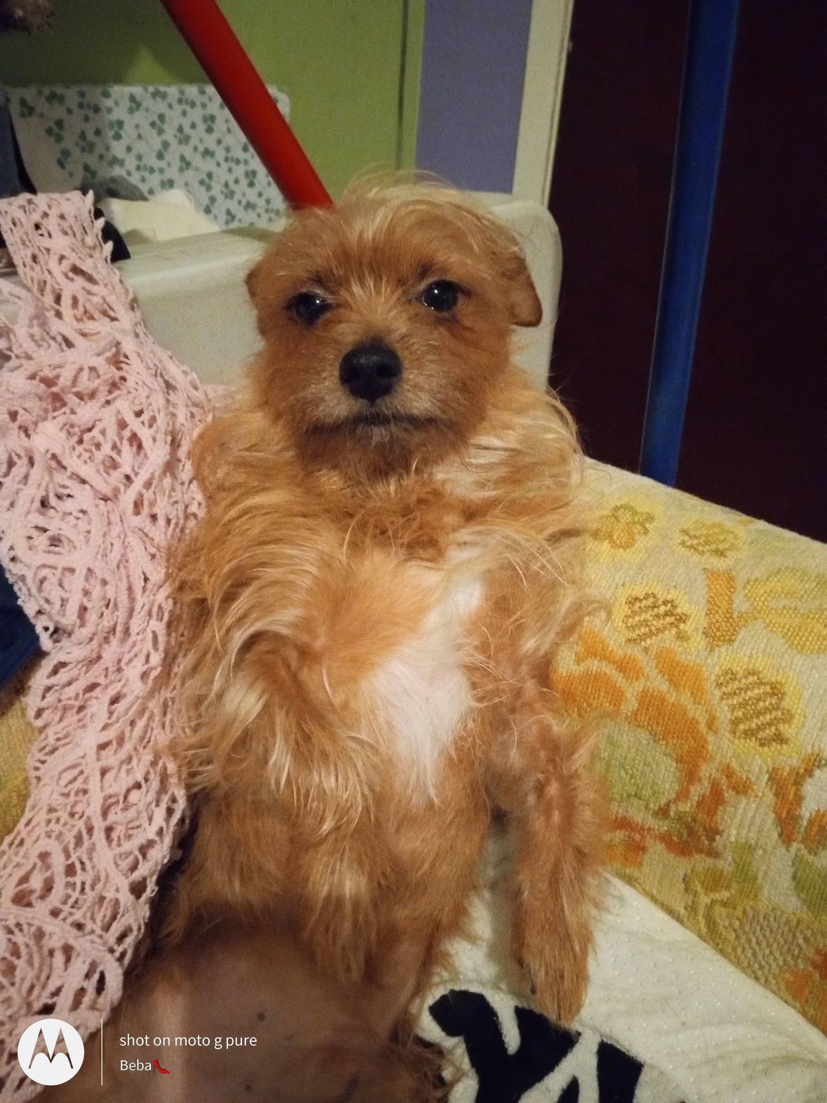 Lost Dog in Houston, Texas — listing photo