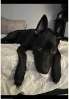 Lost Dog in Knoxville, Tennessee — listing photo
