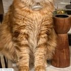 lost cat in K