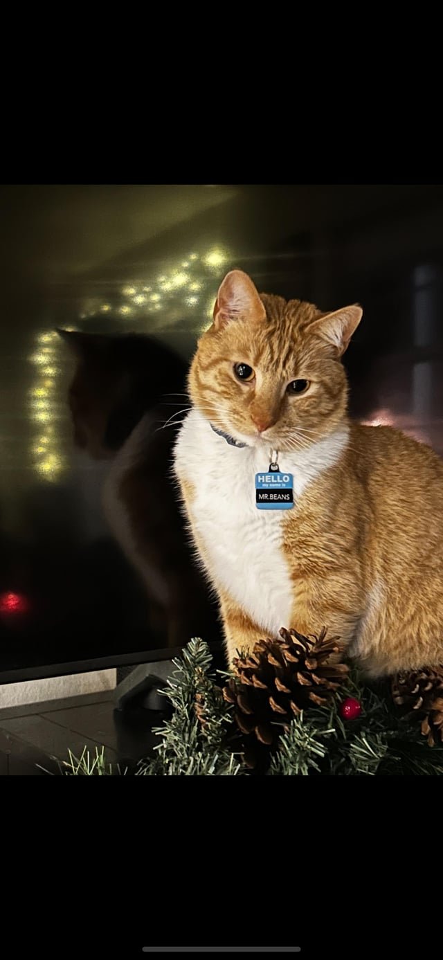 Lost Cat in Dallas, Texas — listing photo