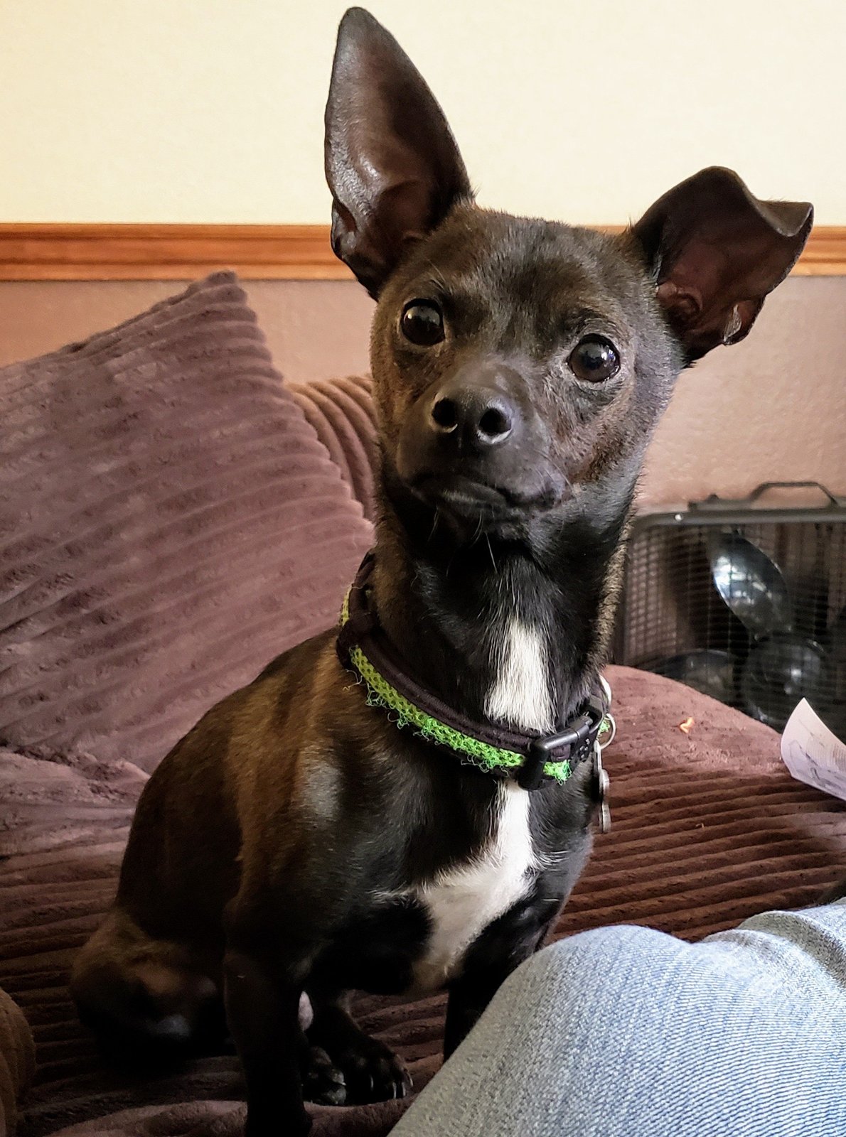 Lost Dog in Silver City — listing photo