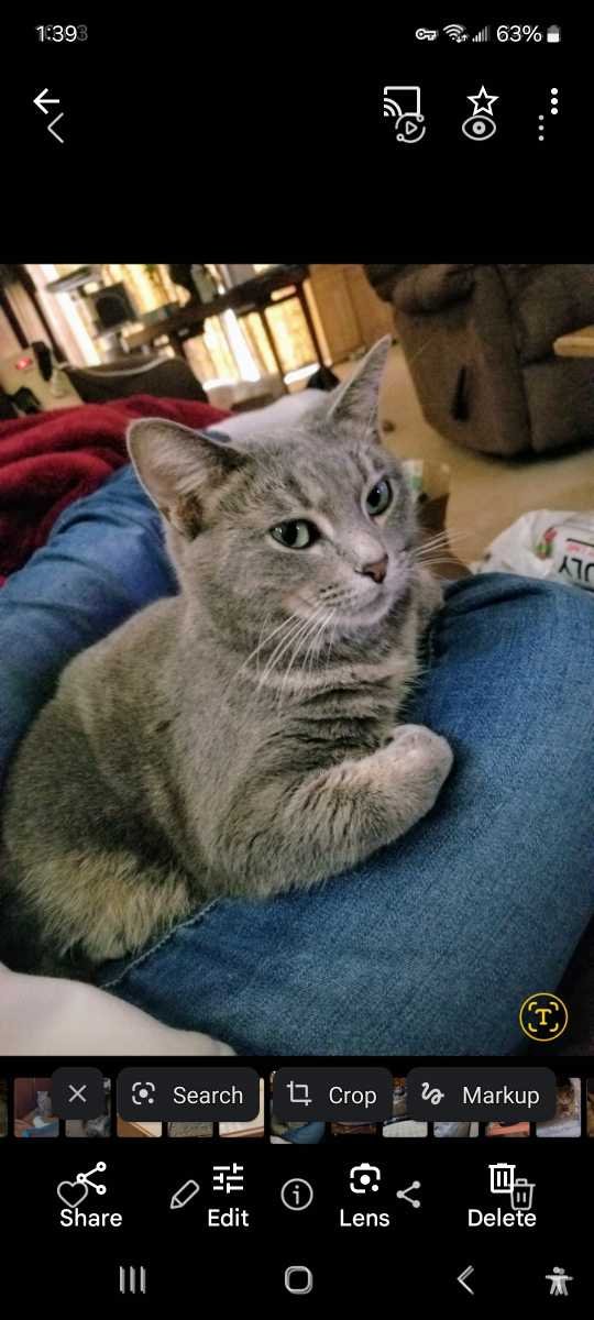 Lost Cat in The Woodlands — listing photo