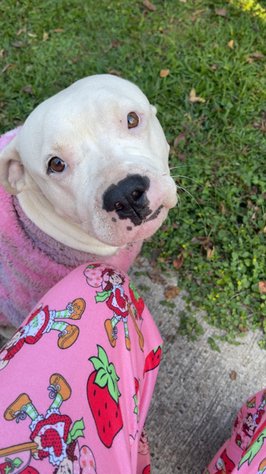 Lost Dog in Wallisville — listing photo