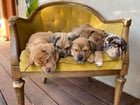 Found Dog in Sacramento, California — 3 puppies looking for new homes