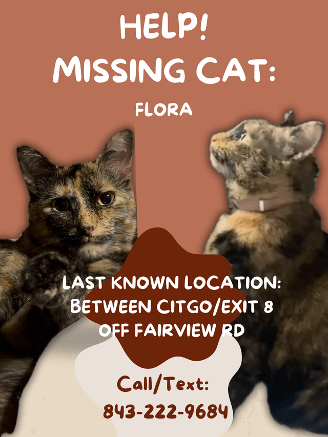Lost Cat in Asheville, North Carolina — Please help me in finding my cat Flora!