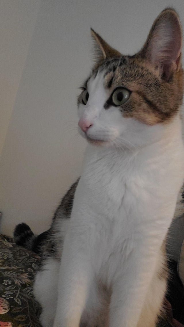 Lost Cat in Bellingham, Washington — listing photo