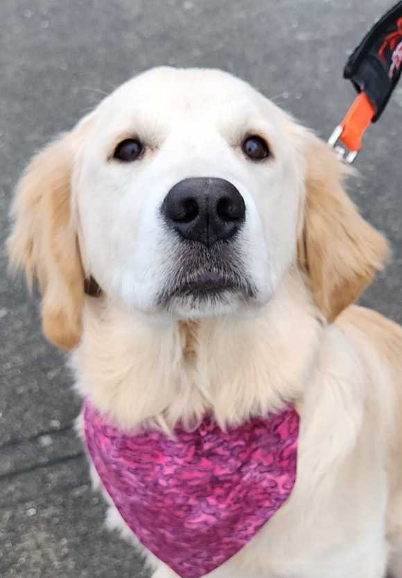 Lost Dog in Port Orchard — listing photo