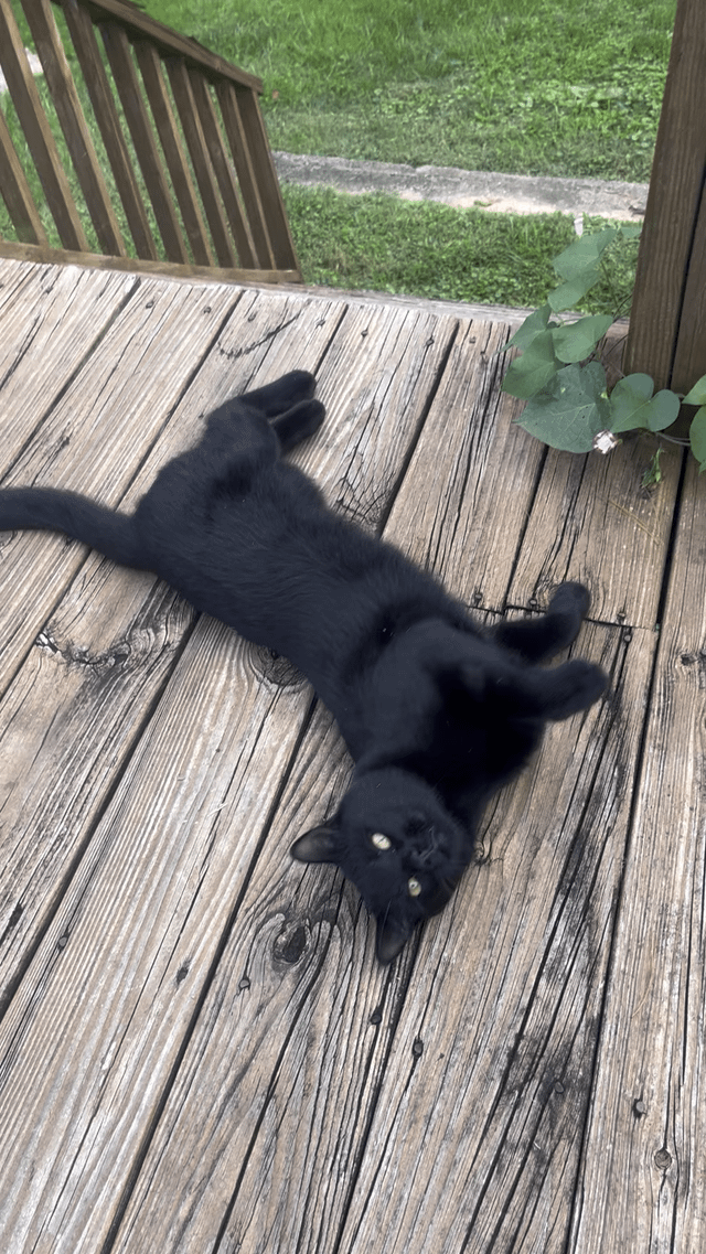 lost cat in Asheville, North Carolina