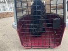Lost Pet in Buffalo, New York — listing photo