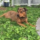 Lost Pet in St. Louis, Missouri — listing photo