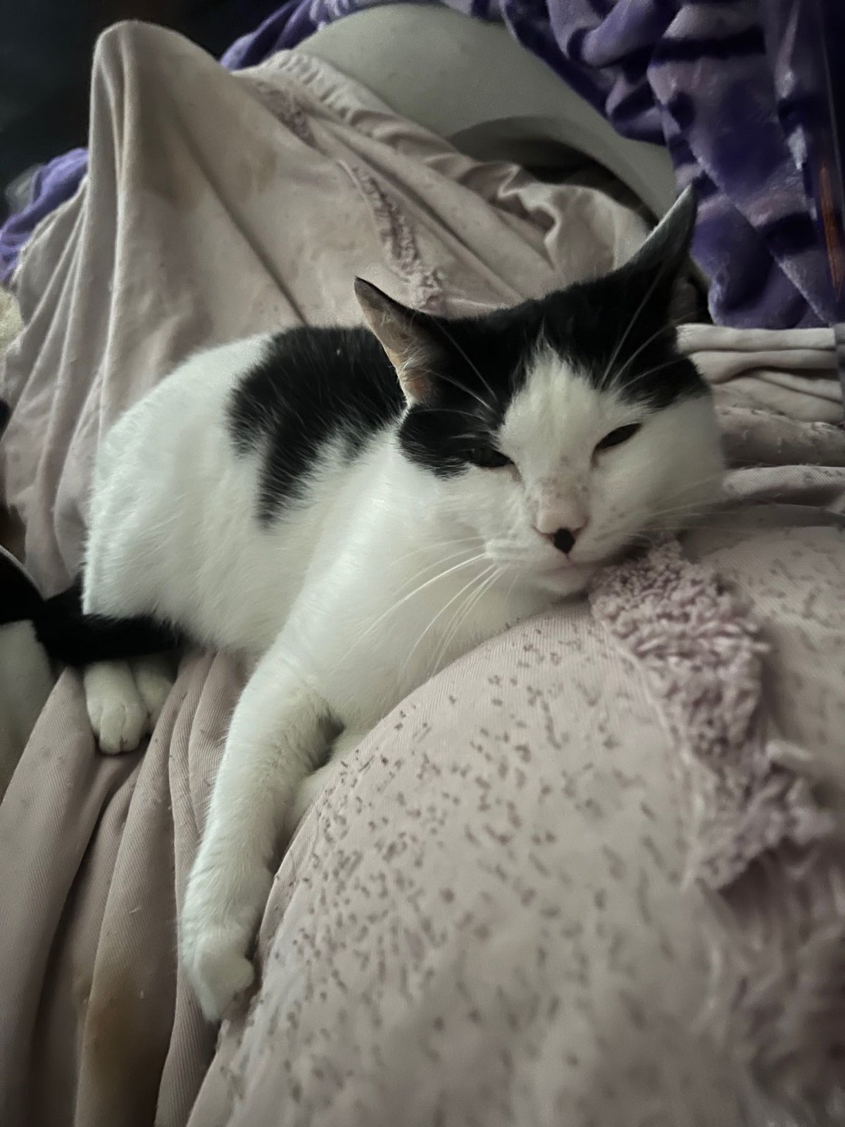 Lost Cat in Vancouver, Washington — listing photo