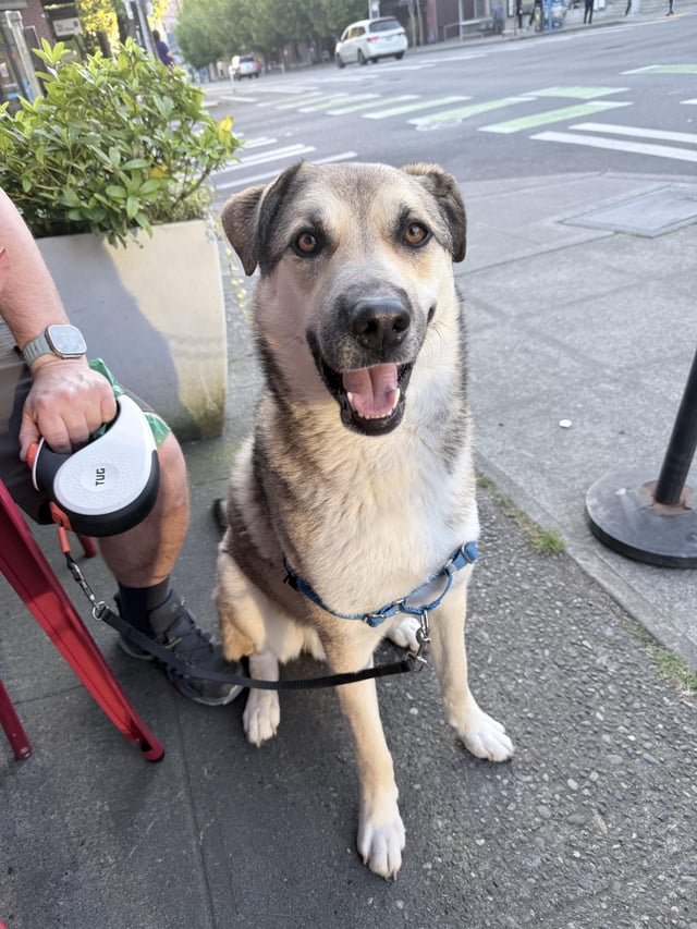 Found Dog in Seattle, Washington — Dog found 65th + 12th Roosevelt / Ravenna