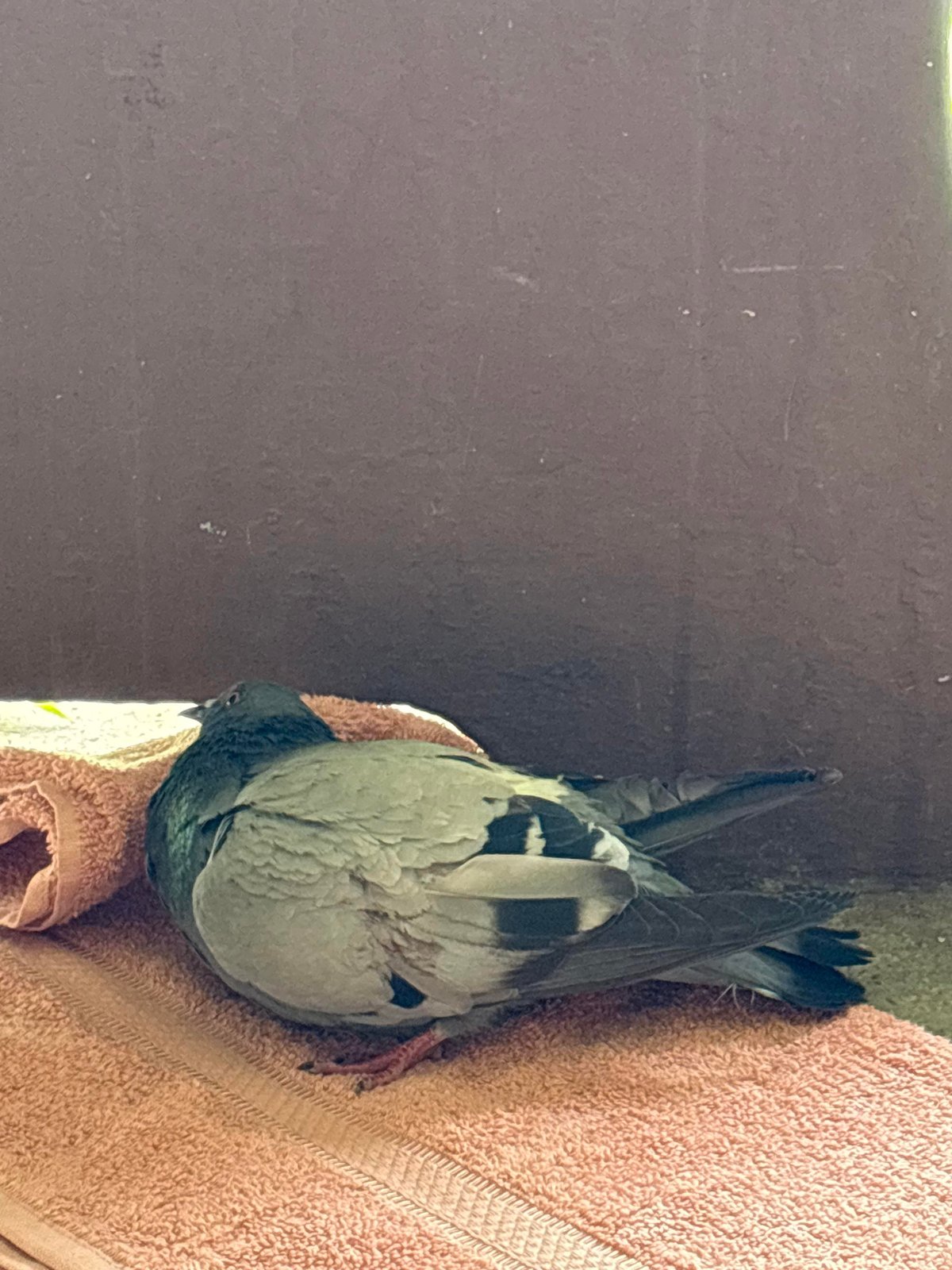 Pet alert in Pittsburgh, Pennsylvania — listing photo