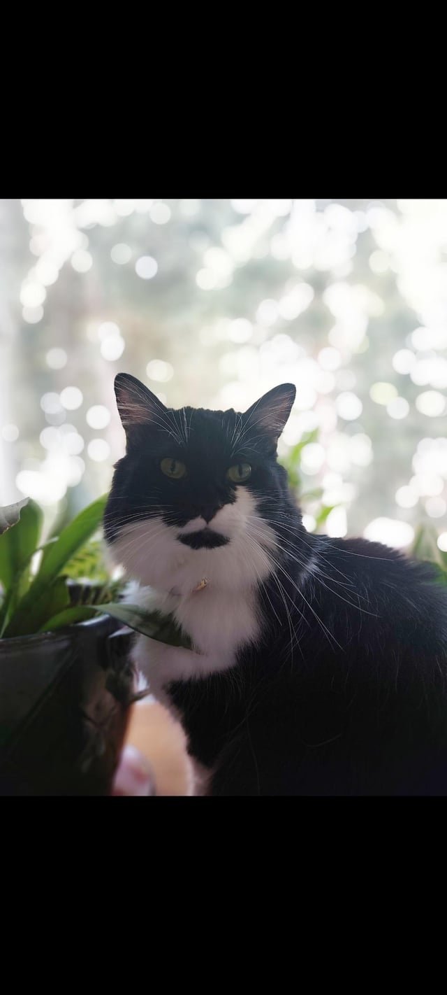 Lost Pet in Louisville, Kentucky — listing photo