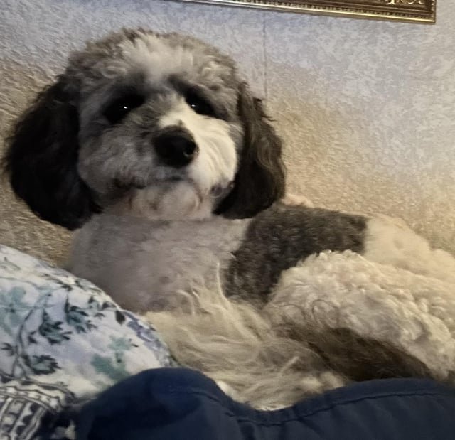 Lost Dog in Chicago, Illinois — listing photo