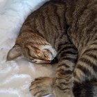 Lost Cat in Albuquerque, New Mexico — listing photo