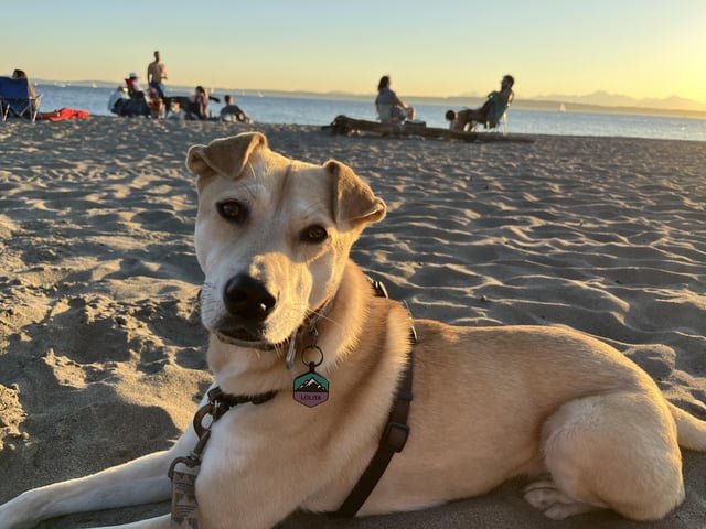 Lost Dog in Seattle, Washington — Please help find dog taken near Pike Market