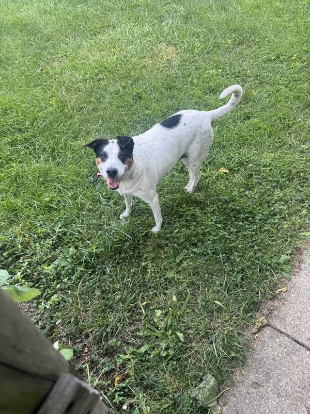found dog in Dayton, Ohio