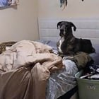 lost dog in Albuquerque, New Mexico