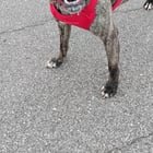 Lost Dog in Oklahoma City, Oklahoma — Abandoned/lost dog needing a home