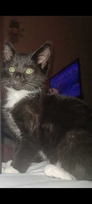 Lost Cat in WA 98188 — listing photo