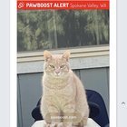 lost cat in Spokane, Washington