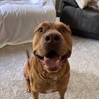 Lost Dog in Detroit, Michigan — listing photo