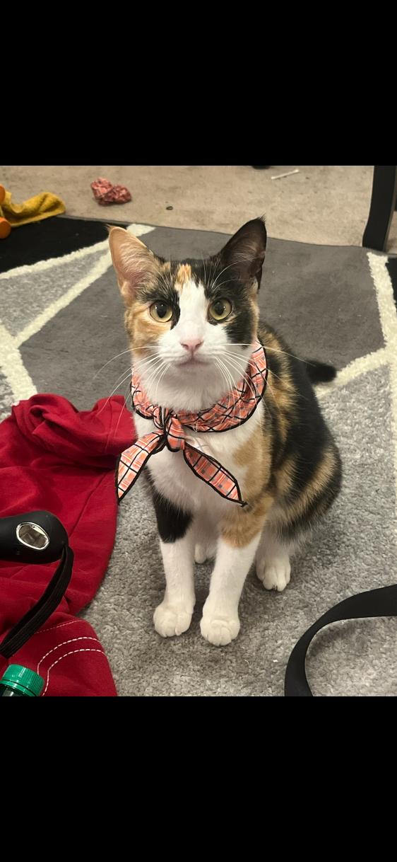 Lost Cat in San Antonio, Texas — listing photo