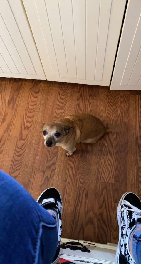 Lost Dog in Conroe, Texas — listing photo