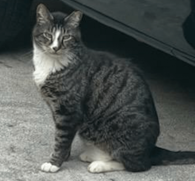 lost cat in Atlanta, Georgia
