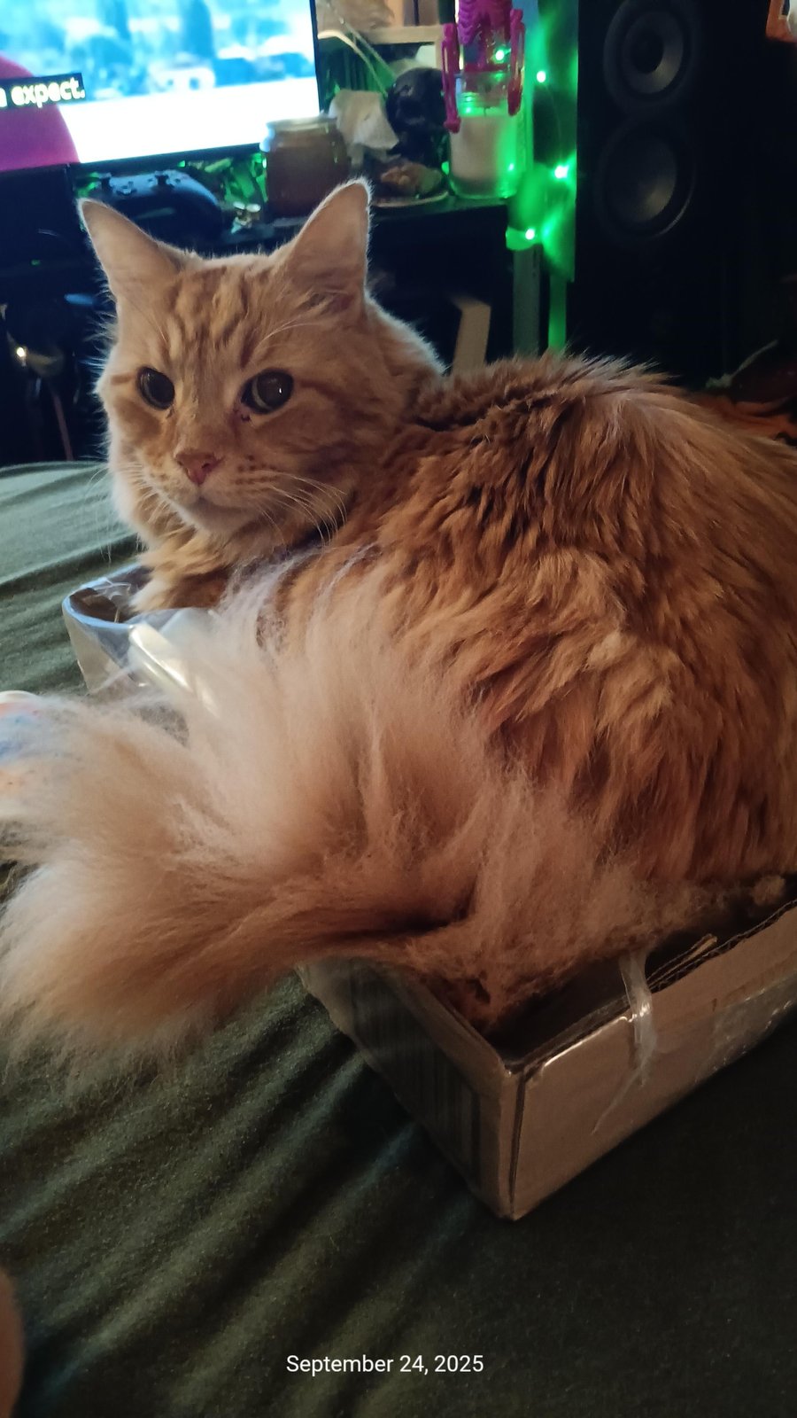 Lost Pet in Pittsburgh, Pennsylvania — listing photo