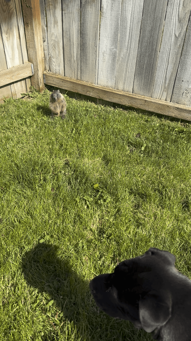 Lost Dog in Spokane, Washington — Groundhog pup in our yard for 2 days.