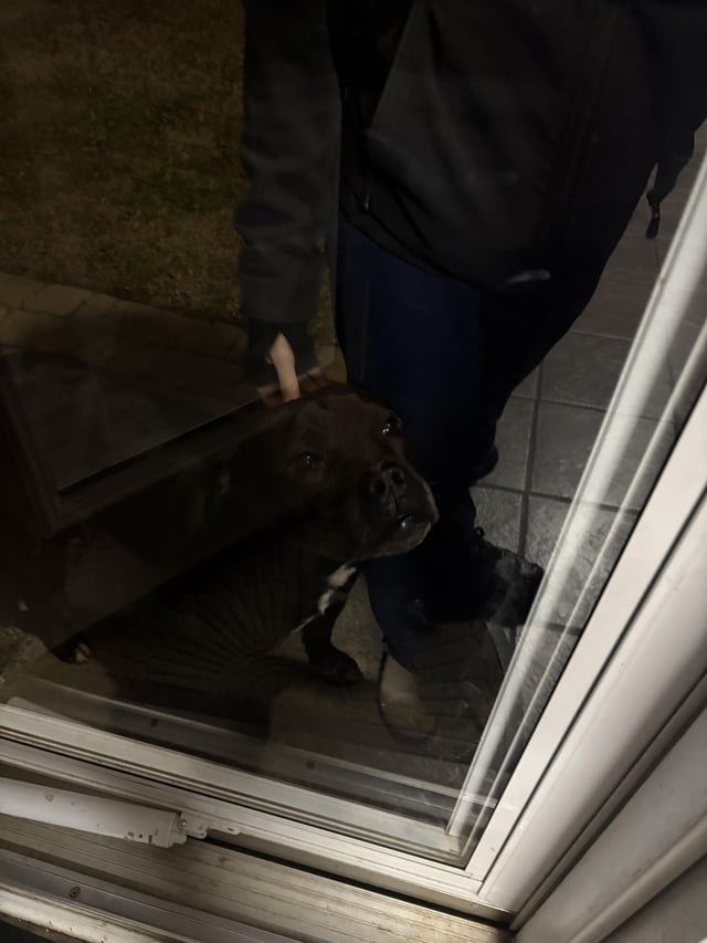 found dog in Charlotte, North Carolina