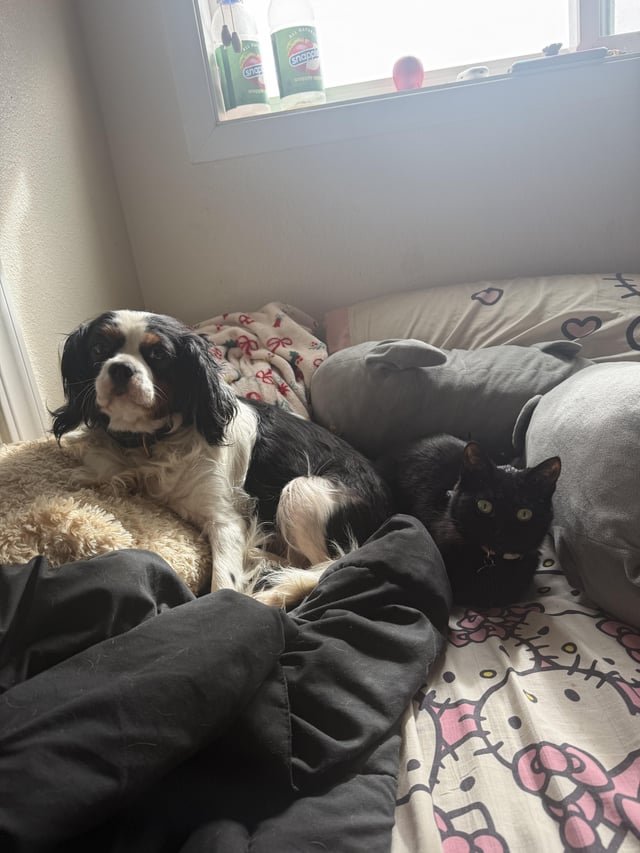 Found Dog in Portland, Oregon — im getting evicted and need to rehome my pets