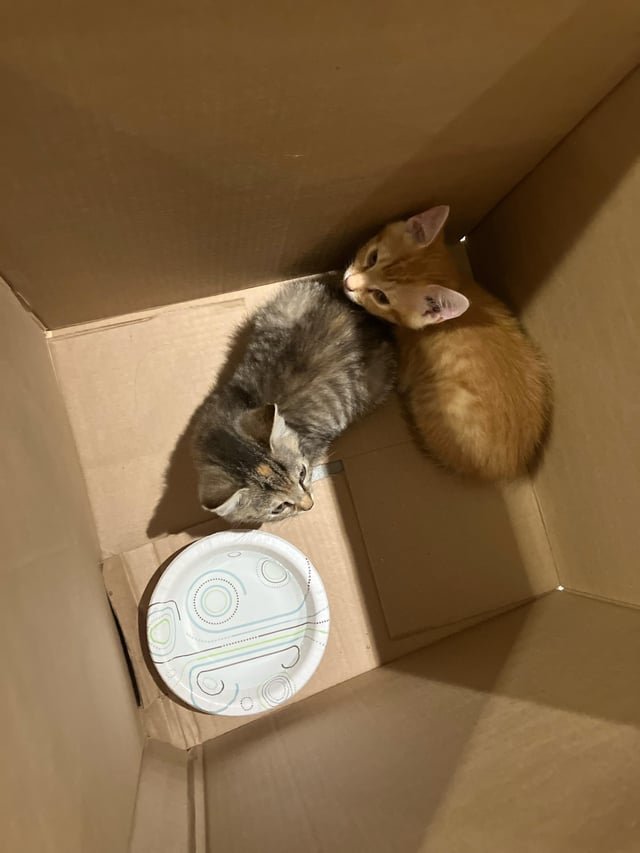 Found Dog in Dayton, Ohio — I found kittens outside my hotel- help?