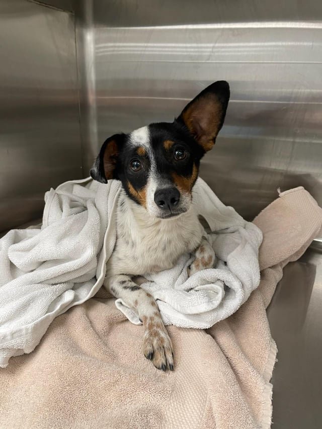 found dog in New Orleans, Louisiana