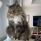 lost pet in Tampa, Florida