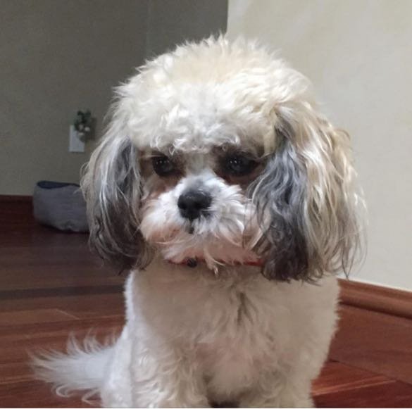 Lost Dog in Staten Island — listing photo