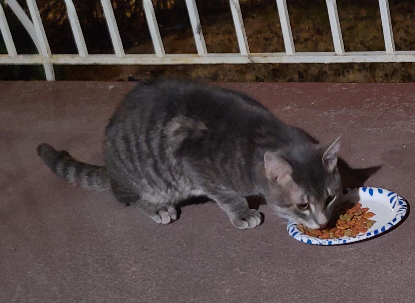 Pet alert in Pittsburgh, Pennsylvania — Anybody Recognize This Cat?
