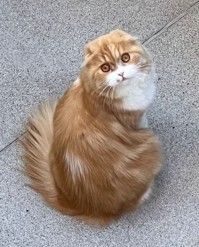 Lost Cat in Newport Beach, California — listing photo