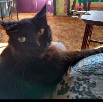 Lost Cat in Twin Lakes — listing photo