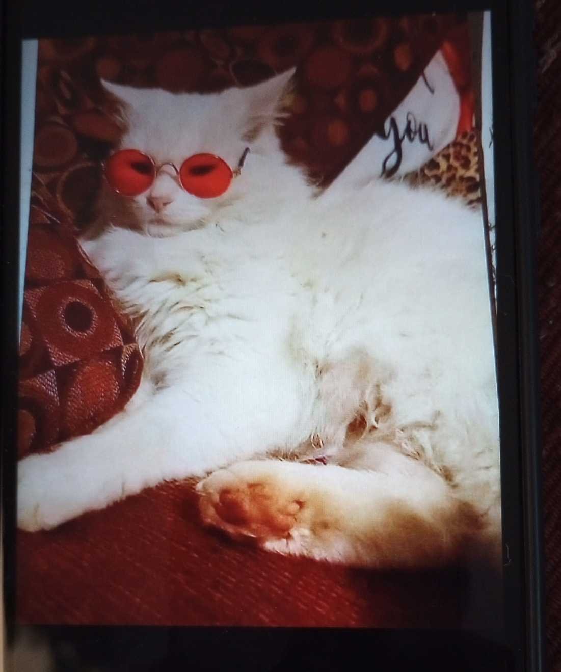 Lost Cat in Maud — listing photo