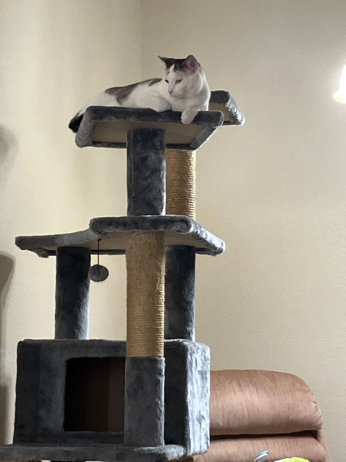 Lost Cat in Glendale, Arizona — listing photo