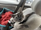 lost cat in San Antonio, Texas
