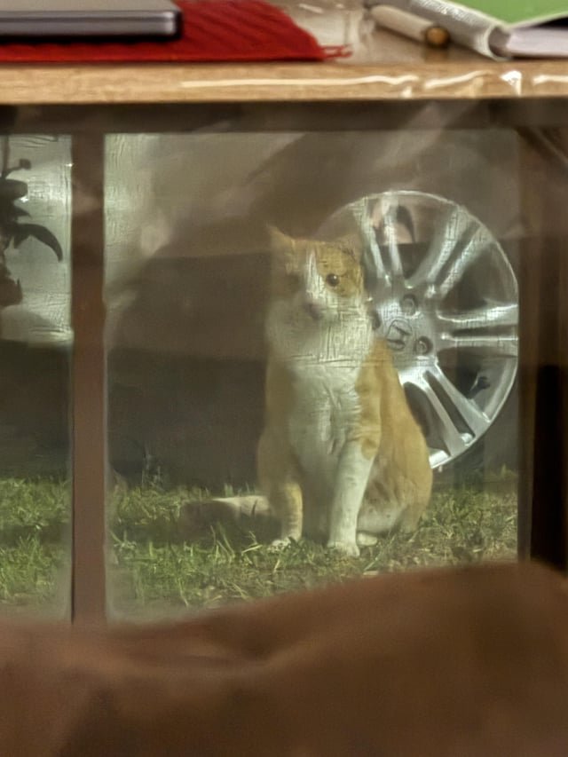 lost cat in Austin, Texas