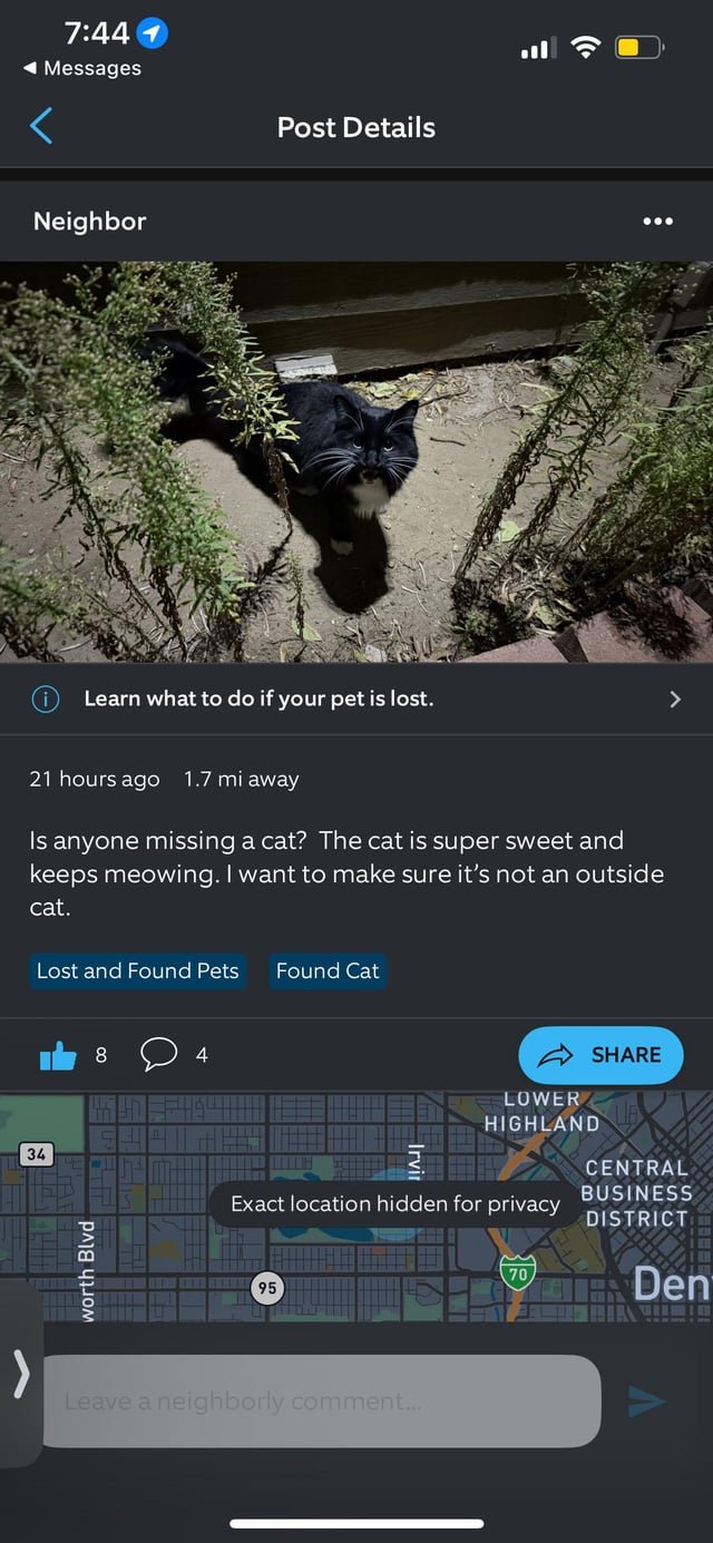 Lost Cat in K — Shot in the dark - is this your kitty?
