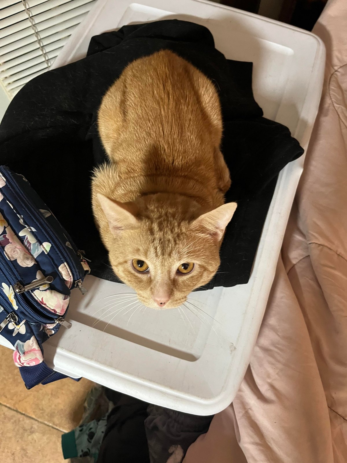 Lost Cat in Miami, Florida — I lost my cat if anyone might have any info or tips (mainly to calm my anxiety)