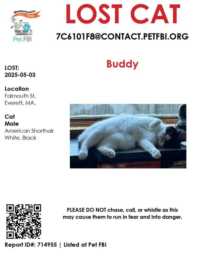 lost cat in Everett, Washington