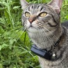 Lost Cat in Louisville, Kentucky — listing photo