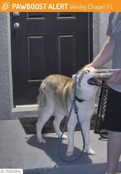 lost dog in Brownsville, Texas